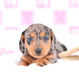 Arwen Dapple Blue Eyes - Black and tan female Dachshund puppy in Neosho, Missouri from Tinker Toy Doxies