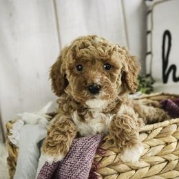 Jocelyn - Red  female Poodle puppy in Etna Green, Indiana from Perfect Match Poodles