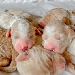 Goldendoodle Puppies from Northern California Doodles & Poodles