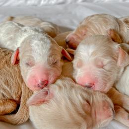 Goldendoodle Puppies from Northern California Doodles & Poodles