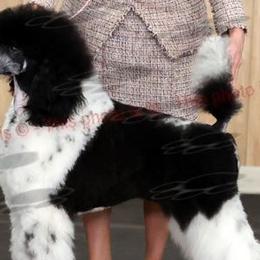 Candy - Poodle
