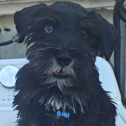 Georgy - Black and silver male Miniature Schnauzer puppy in Bloomington, California from Michael's Minis
