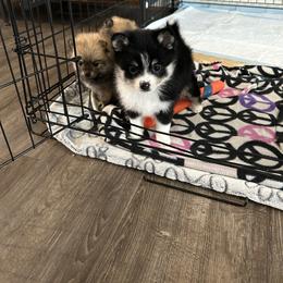 Truffles - Tri-color female Pomsky puppy in Harpers Ferry, West Virginia from Brandie Kelley