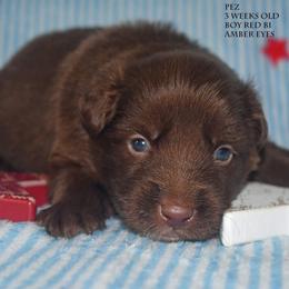 Pez - Red & white male Miniature Australian Shepherd puppy in Patterson, North Carolina from DreamLine Aussies