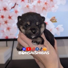 SATO - Black and tan male Shiba Inu puppy in Minnesota from BonsaiShibas