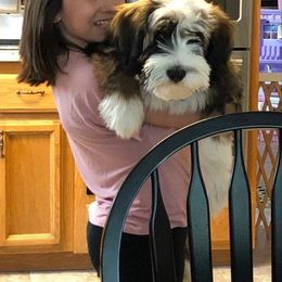 Tibetan Terrier Puppies from Zara Tibetan Terriers