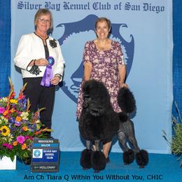 Poodles from Tiara Standard Poodles