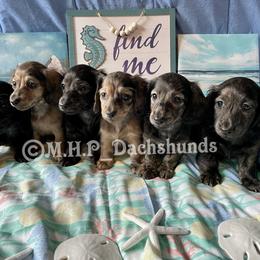 Dachshund Puppies from M.H.P Dachshunds