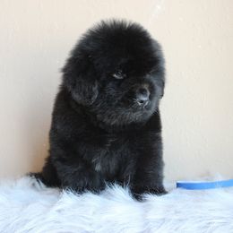 Newfoundland Puppies from Faithful Acres Newfs