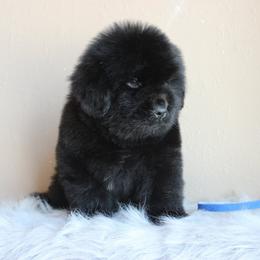 Newfoundland Puppies from Faithful Acres Newfs