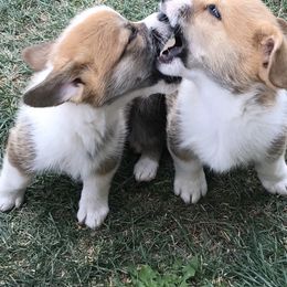 Pembroke Welsh Corgi Puppies from Indian Valley Corgies