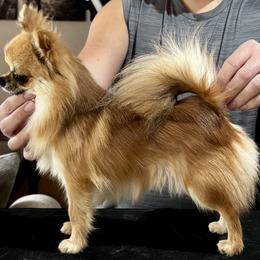 Chihuahuas and Miniature Pinschers from Toykeeper's Kennel