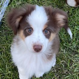 Miniature Australian Shepherds and Toy Australian Shepherds from 2e Ranch