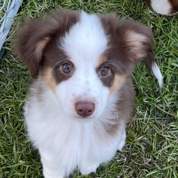 Miniature Australian Shepherds and Toy Australian Shepherds from 2e Ranch
