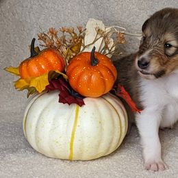 Collie Puppies from Nine Eves