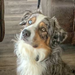 Bubba - Australian Shepherd