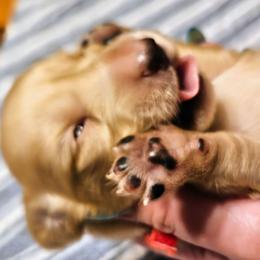 Willie Nelson - Cream male Dachshund puppy in Mayport, Pennsylvania from Debbie's Dachshunds