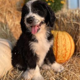 Assorted Doodle Crosses, Bernedoodles, and Labradoodles from Lil’ Bear Doodles