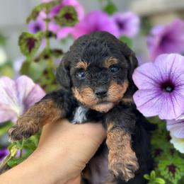 Lainey - Phantom female Poodle puppy in Kalamazoo, Michigan from Creekside Ranch