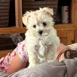 Moana - White female Miniature Schnauzer puppy in Lockney, West Virginia from S&T Kennels