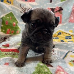 Rosaline - Fawn female Pug puppy in Ferrum, Virginia from Menagerie Magnifique Pugs & Boston Terriers