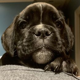 Boxer Puppies from Aleman Euro Boxers