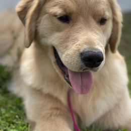 Golden Retriever Puppies from Seven Hills Goldens