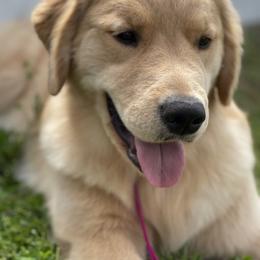 Golden Retriever Puppies from Seven Hills Goldens