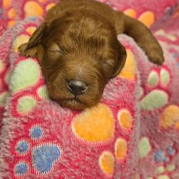 Bridget - Red  female Goldendoodle puppy in Conklin, Michigan from Lake Michigan Couture Cavapoos & Cockapoos