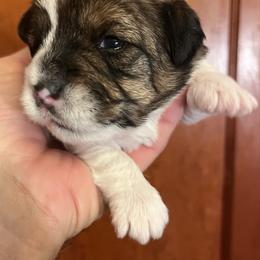 Rosie - Tri-color female Russell Terrier puppy in Burns, Tennessee from Terrier Town of Tennessee