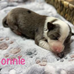 Bonnie - Blue merle female Border Collie puppy in Owenton, Kentucky from Three16 Ranch