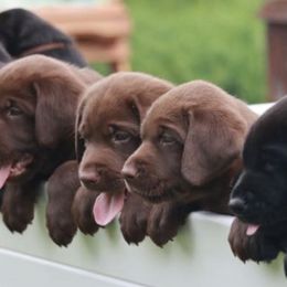 Labrador Retrievers from Maya's World Labradors with Love