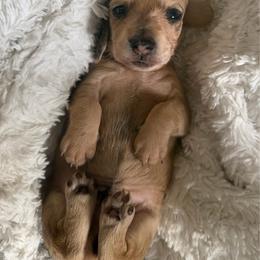 DO NOT FILL OUT APPLICATION UNLESS SERIOUS - Cream male Dachshund puppy in Wisconsin from Sabe and Shabe’s Doxies