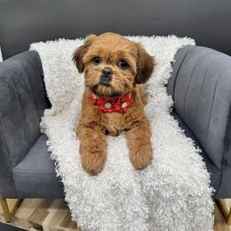 Shih Tzu Puppies from Loyal Tzu's