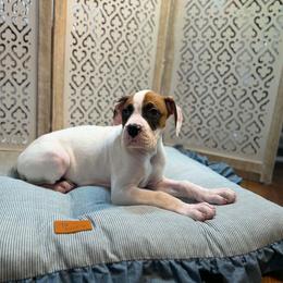 Girl 3 - White female Boxer puppy in Prestonsburg, Kentucky from Diamond Standard Boxers