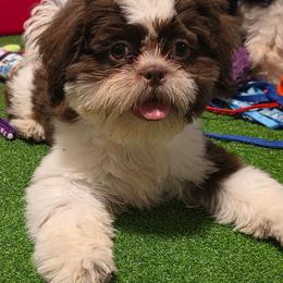 Boy Five - Liver and white male Shih Tzu puppy in New Bern, North Carolina from Kuddly Creatures