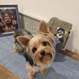 Rita - Yorkshire Terrier