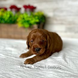 Red - Red  male Goldendoodle puppy in St George, Utah from Picture Perfect Doodles