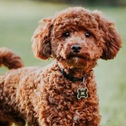 Goldendoodles and Poodles from Echo Lake Poodles