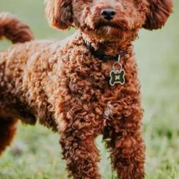 Goldendoodles and Poodles from Echo Lake Poodles