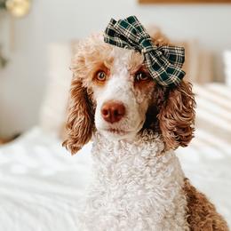 Poodles from Reverie Poodles