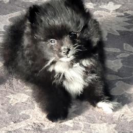 Henry Lee - Black parti male Pomeranian puppy in Springfield, Missouri from Hope Mountain Pomeranians