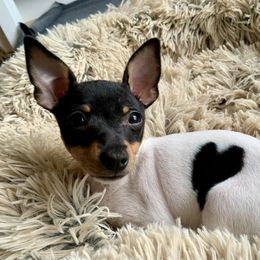 Toy Fox Terrier Puppies from DynAsty Toy Fox Terriers