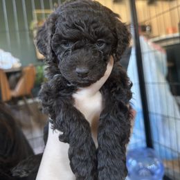 Poodle Puppies from Noelle Poodles