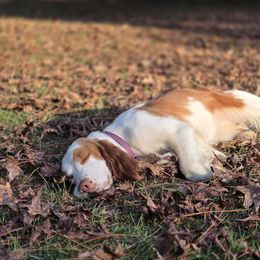 Vanna - English Springer Spaniel