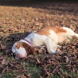 Vanna - English Springer Spaniel