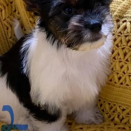 Biewer Terrier All Grown Up from Georgia Mountain Biewers