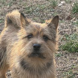 Norwich Terriers from Shaksper Norwich