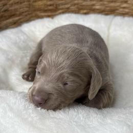 Beckham - Fawn (isabella) and tan male Dachshund puppy in Wallingford, Kentucky from Hensley Homestead Dachshunds