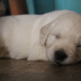 Golden Retriever Puppies from Golden Barnes Kennel